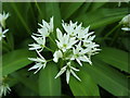 Ramsons (Allium ursinum)