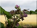 Barton Stacey - Hover Fly