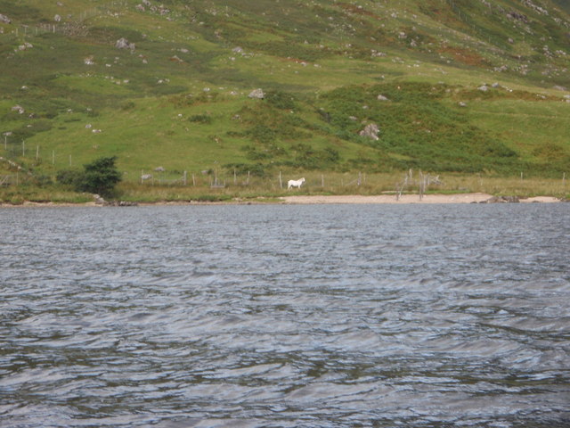 Solitary white horse at the head of Loch Morar