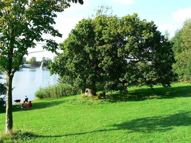 The Council Oak in late summer, Coate Water, Swindon