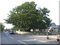 Yew tree, Pendoylan churchyard