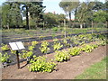 The Buddleja Trial at RHS Wisley