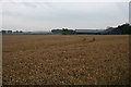 Barley field and Aquherton Farm