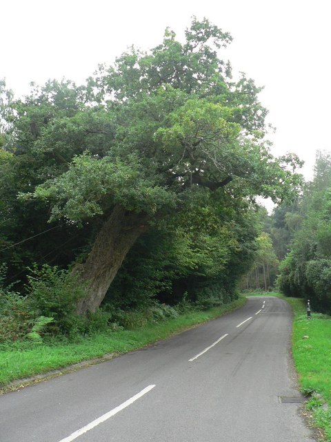Sutton Holms: the Remedy Oak