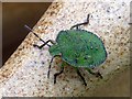 Green shield bug nymph