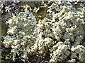 NS3779 : A lichen - Xanthoparmelia conspersa by Lairich Rig