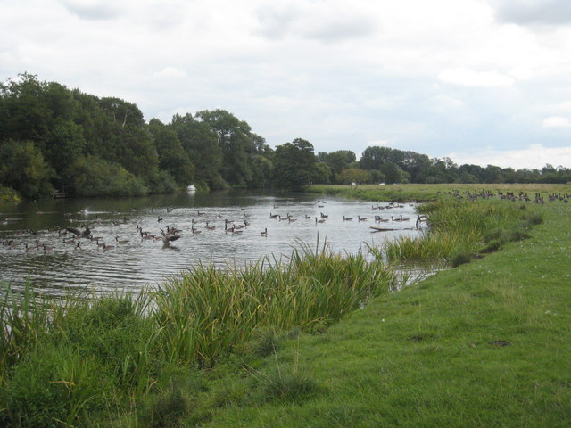 The Thames at Clifton Meadow, Burcot © Rod Allday cc-by-sa/2.0 ...