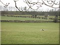 Ewe and lamb, Kitchen Hill