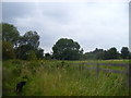 Footpath by Billingham Beck