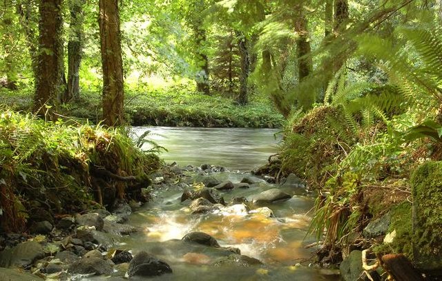 Stream and river, Glenarm forest
