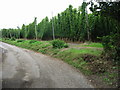 Hop field on Pedding Lane