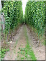 View along a row of hops