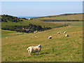 Downland, Exceat