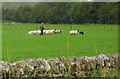 NY7885 : Shepherd, dog and sheep. by Nigel Mykura