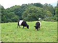 Cows at Ashness Farm