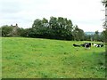 Cattle near Springfield