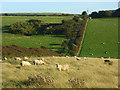 Downland near Eastbourne