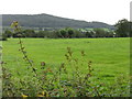 Fields near Plaistow Farm