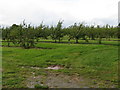 Orchard near The Grange