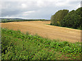 Field and woodland boundary