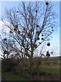 Mistletoe in trees on the Lugg Flats, Tupsley, Hereford