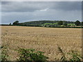 Stubble near Paunceford Court