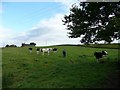 Heading for Jockey House we pass cattle grazing