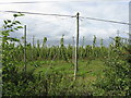 Hops at Millend Farm, Castle Frome