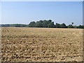 Looking W across farmland towards Waddling Wood