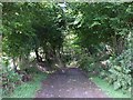 Leafy track, Cefnpennar