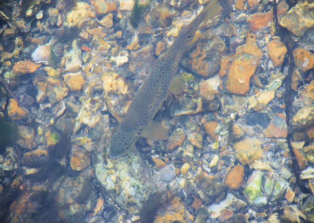 Trout, River Itchen, Tichborne © Pierre Terre :: Geograph Britain and ...