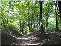 Prestwitch clough beeches