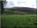 Sheep grazing in the Anghof valley