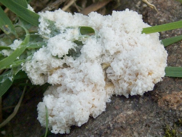 A slime mould - Mucilago crustacea © Lairich Rig cc-by-sa/2.0 ...