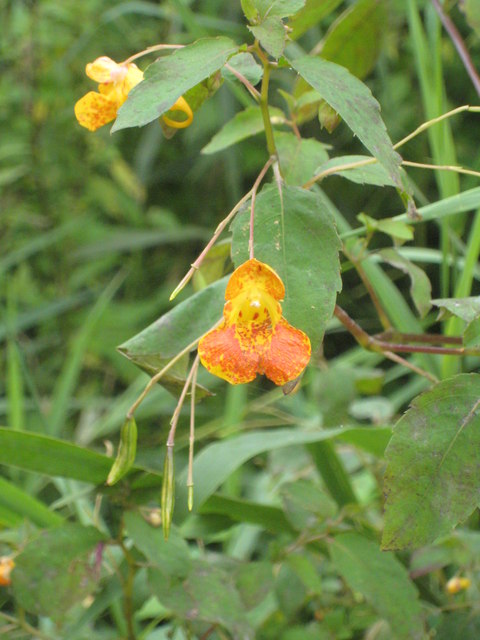 Orange Balsam or Jewelweed (Impatiens... © Rod Allday :: Geograph ...