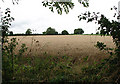 Wheat crop in the rain