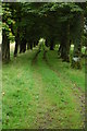 Tree-lined bridleway