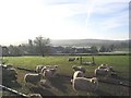 Sheep, Wrington