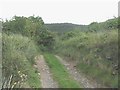 Farm track leading inland from the beach