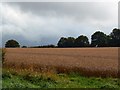 SU1779 : Unharvested wheat, near Hodson, Swindon by Brian Robert Marshall