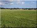 Looking over fields to Westerton