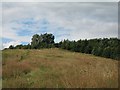 NZ2034 : Open grassland near the River Wear by Antonia