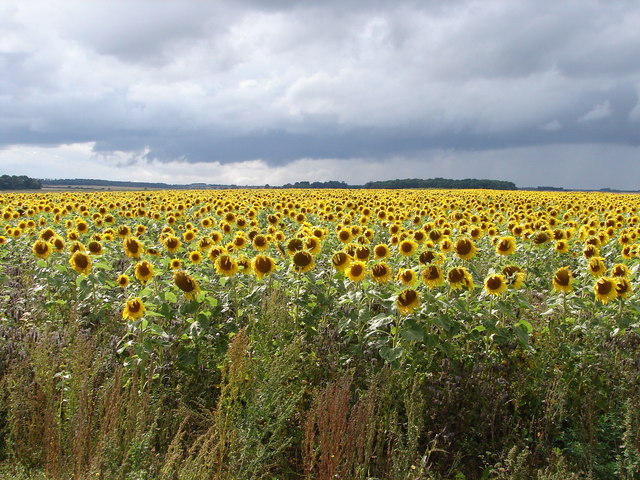 Sunflower Sundance © Ian Paterson :: Geograph Britain and Ireland