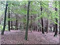 Conifer plantation, St Ives Estate, Harden