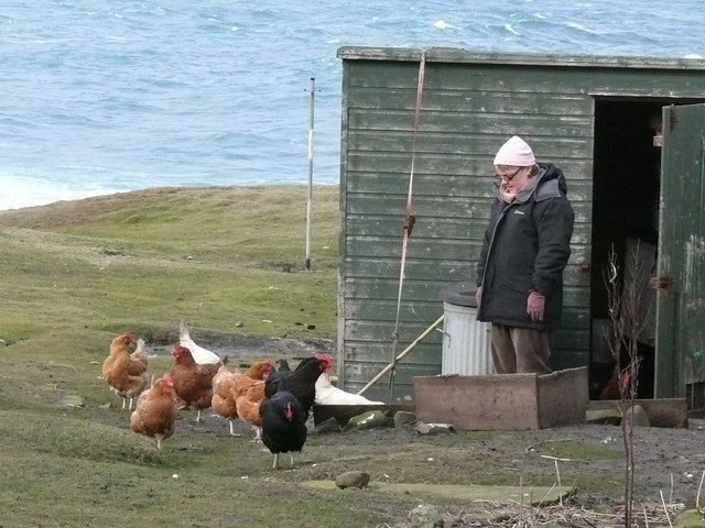 Chickens at Rubha Rèidh Lighthouse