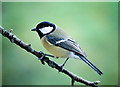 Great tit (Parus major)