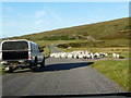 Sheep drive on the Shieldaig road