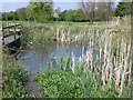 Wildlife pond at Evington Park