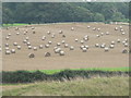 Knowlton: lots of bales