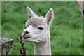 A Tymparon Alpaca